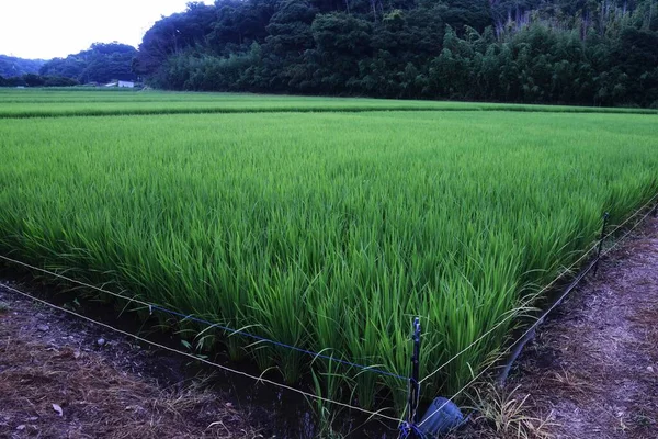 Rice Cultivation Rice Growing Japan Rice Planted May June Harvested — 스톡 사진