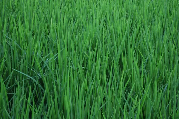 Выращивание Риса Рис Растет Японии Рис Выращивают Мая Июнь Собирают — стоковое фото
