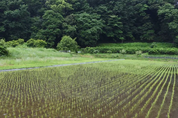 Rice Cultivation Rice Growing Japan Rice Planted May June Harvested — 스톡 사진