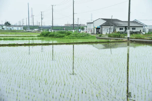 Rice Cultivation Rice Growing Japan Rice Planted May June Harvested — Stockfoto