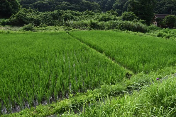 Rice Cultivation Rice Growing Japan Rice Planted May June Harvested — Fotografia de Stock