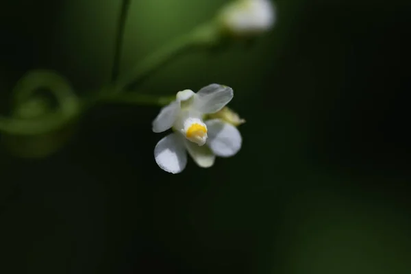 Μετά Την Ανθοφορία Των Μικρών Λουλουδιών Καλοκαίρι Φέρει Καρπούς Σχήμα — Φωτογραφία Αρχείου