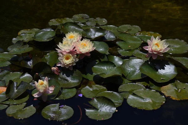 Water Lily Flowers Nymphaeaceae Perennial Aquatic Plants Blooms June October — Fotografia de Stock