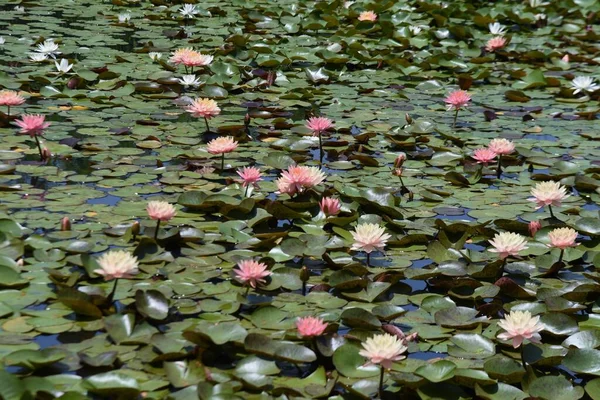 Water Lily Flowers Nymphaeaceae Perennial Aquatic Plants Blooms June October — Fotografia de Stock