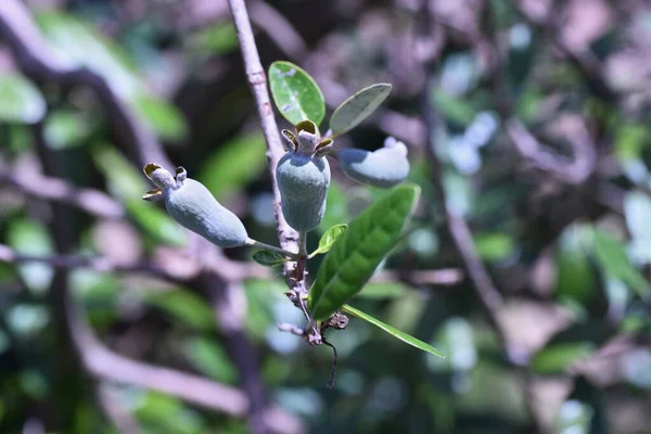 Feijoa Myrtaceae Evergreen Fruit Tree Flowers Bloom June Fruits Ripen — Foto Stock