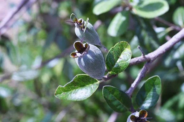 Feijoa Myrtaceae Evergreen Fruit Tree Flowers Bloom June Fruits Ripen — 스톡 사진