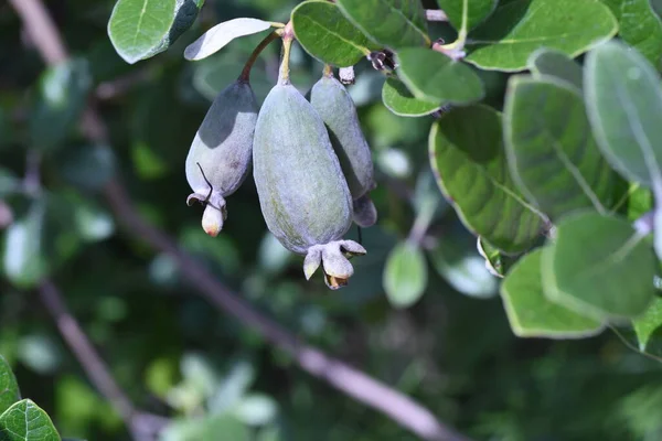 Feijoa Myrtaceae Evergreen Fruit Tree Flowers Bloom June Fruits Ripen — Photo