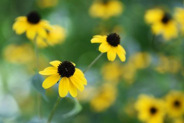 Rudbeckia fulgida 'Gold sturm'. Native to North America, Asteraceae perennial plants. Flowering from July to October.