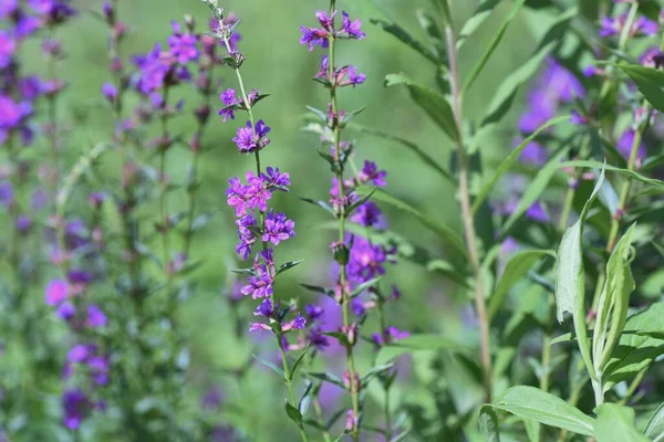 Lythrum Anceps Loosestrife Flowers Lythraceae Perennial Plants Grows Marshes Produces — Zdjęcie stockowe