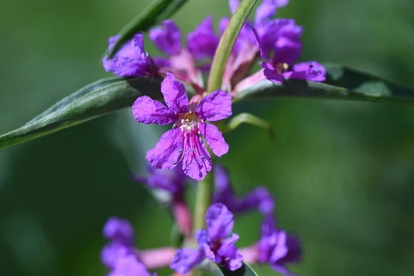Цветки Lythrum Anceps Loosestrife Литровые Многолетние Растения Выращивается Болотах Производит — стоковое фото