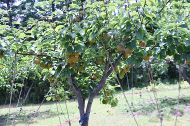 Japanese pear cultivation. Rosaceae fruit tree. Flowers bloom in April and can be harvested from August to October.