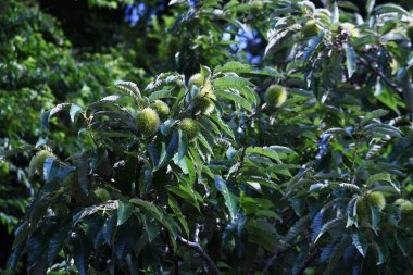 Growth of Japanese chestnut. Fagaceae fruit tree. Flowers bloom around June, and the fruit matures to brown in September to October.