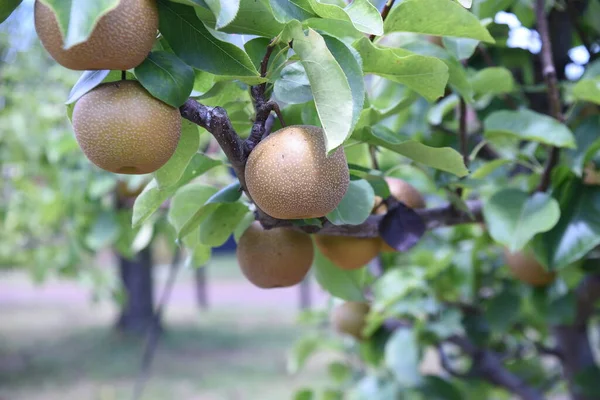 Japanese pear cultivation. Rosaceae fruit tree. Flowers bloom in April and can be harvested from August to October.