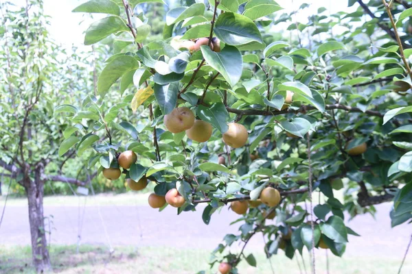 Japanese Pear Cultivation Rosaceae Fruit Tree Flowers Bloom April Can — Stockfoto