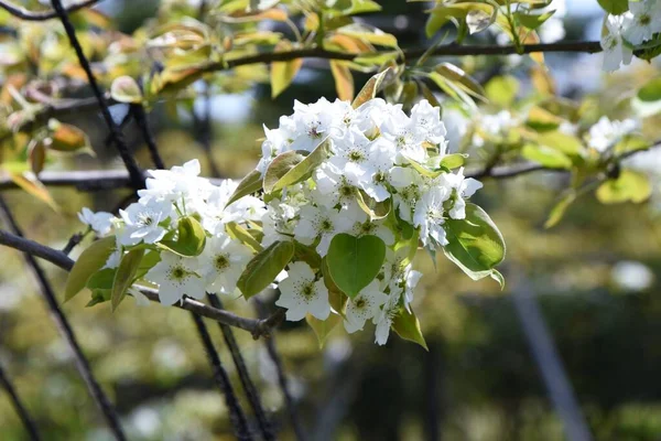 Japanese Pear Cultivation Rosaceae Fruit Tree Flowers Bloom April Can — Stockfoto