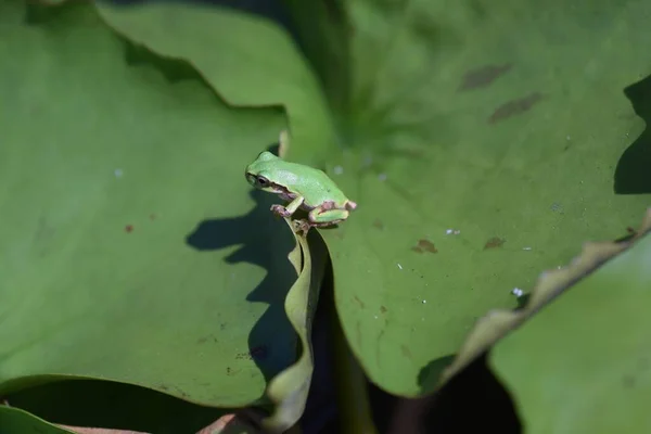 Hyla japonica ( Japanese tree frog ).  It lives on plants near the water. There is a black-brown streak pattern near the eyes.