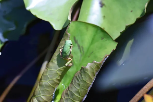 Hyla Japonica Japanese Tree Frog Lives Plants Water Black Brown — Fotografia de Stock