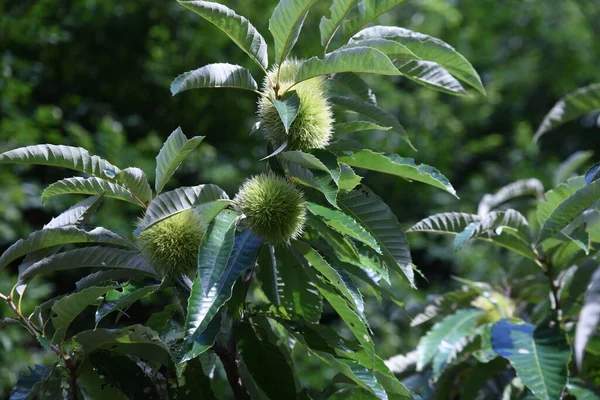 Growth Japanese Chestnut Fagaceae Fruit Tree Flowers Bloom June Fruit — Stok fotoğraf