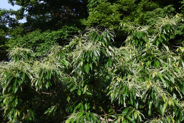 Рост Японского Каштана Fagaceae Фруктовое Дерево Цветы Цветут Вокруг Июня — стоковое фото