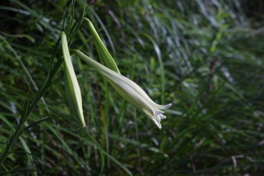 Formosa lily ( Taiwanese lily ) flowers. Liliaceae pernnial plants native to Taiwan. Blooms from July to September.