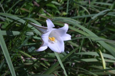 Formosa lily ( Taiwanese lily ) flowers. Liliaceae pernnial plants native to Taiwan. Blooms from July to September.