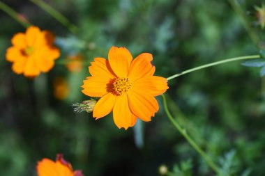 Golden cosmos flowers. Asteraceae annual, native to Mexico. Blooms for a long time from June to November.
