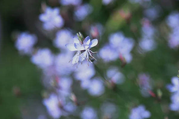 White Gaura Flowers Onagraceae Plants Native North America Flower Season — Foto de Stock