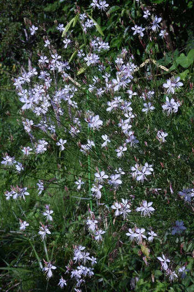 White Gaura Flowers Onagraceae Plants Native North America Flower Season — Photo