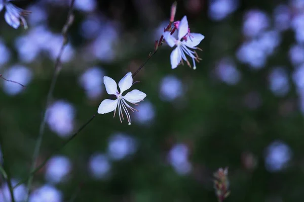 White Gaura Flowers Onagraceae Plants Native North America Flower Season — Stock Photo, Image