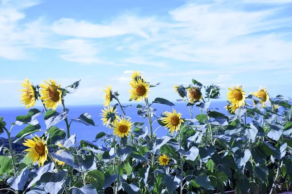 Blue Sky Sunflowers Seasonal Background Material — 图库照片