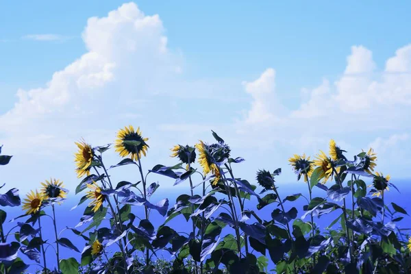 Blue sky and sunflowers. Seasonal background material.