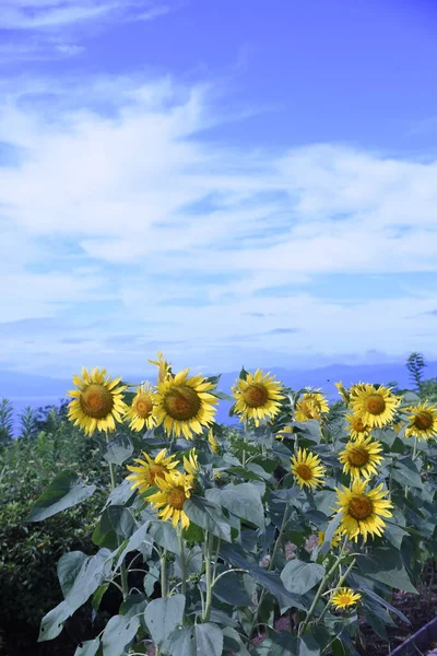 Blue Sky Sunflowers Seasonal Background Material — Fotografia de Stock
