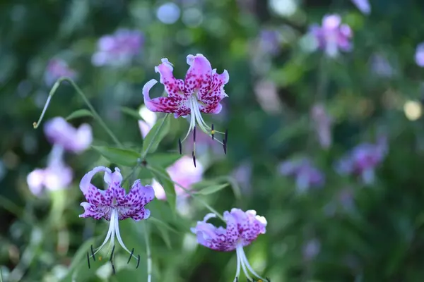 Speciosum Lily Flowers Liliaceae Perennial Plants Beautiful Downward Blooming Flowers — Stock Photo, Image