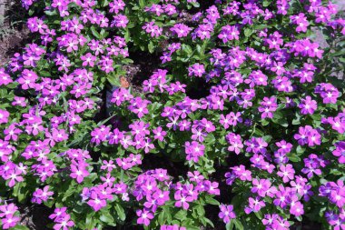 Madagascar periwinkle flowers. Apocynaceae annual plants. Blooms from May to November.