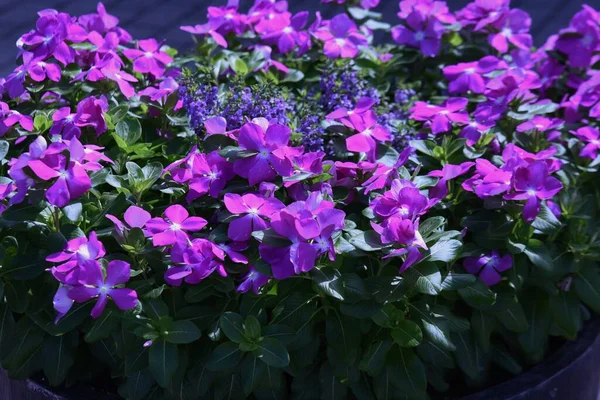 Madagascar Periwinkle Flowers Apocynaceae Annual Plants Blooms May November — Stockfoto