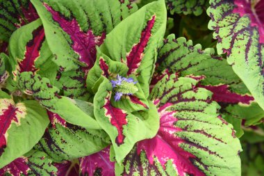 Coleus leaves. Lamiaceae ornamental foliage plant native to Southeast Asia. Beautifully variegated leaves are used for group planting.