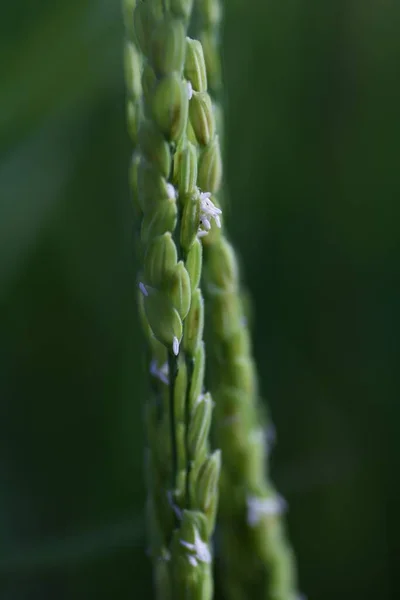 Rice Plant Flowers Japan Rice Planted May Flowers Bloom August — Photo