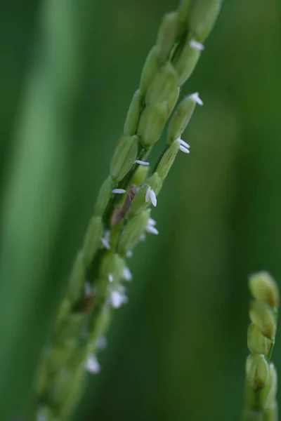 Rice Plant Flowers Japan Rice Planted May Flowers Bloom August — Foto Stock
