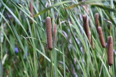 Cattail ( Typha latifolia ) ears. Typhaceae perennial Emergent plant.