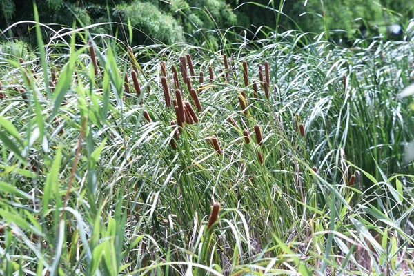 Cattail Typha Latifolia Ears Typhaceae Perennial Emergent Plant — Fotografia de Stock