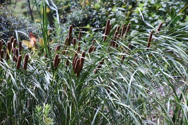Cattail Typha Latifolia Ears Typhaceae Perennial Emergent Plant — Stock Fotó