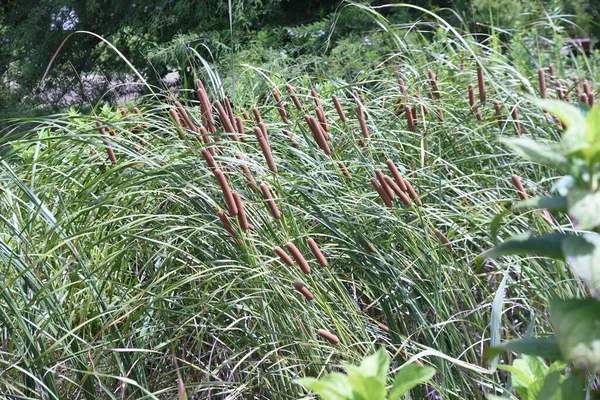 Cattail Typha Latifolia Ears Typhaceae Perennial Emergent Plant — Fotografia de Stock