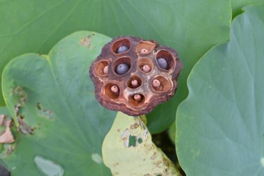 Lotus flower and fruit receptacle in the summer lotus field. Perennial aquatic plant native to India. The root is edible.