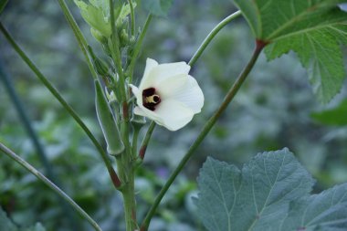 Okra flowers. Nutrient-rich healthy vegetables native to the tropics. Flowers are also edible.