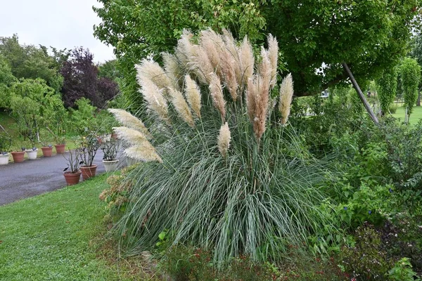 Pampas grass. Poaceae perennial plant native to South America. From August to October, it bears feather-like spikes on vertical stems.