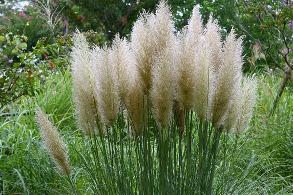 Pampas grass. Poaceae perennial plant native to South America. From August to October, it bears feather-like spikes on vertical stems.