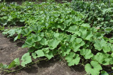 Pumpkin cultivation in the vegetable garden. Pumpkin is a nutritious summer vegetable that can be sown in April and harvested in August. Halloween background.