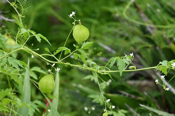 Balloon vine fruit and seeds. Small white flowers bloom from July to September. The fruit produces three heart-shaped seeds when ripe.