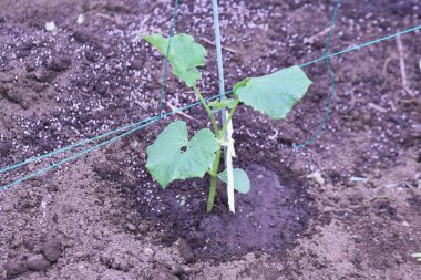 Cucumber cultivation in the vegetable garden. Cucumber is a fast-growing vegetable that can be harvested in a month and a half after planting seedlings.