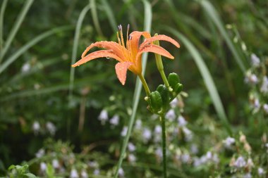 Orange daylily flowers wet in the rain. Grows in slightly damp places and blooms bright orange flowers from July to August.